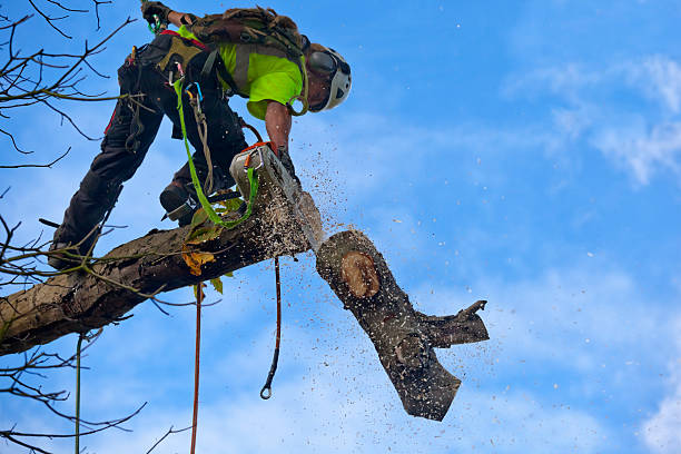 How Our Tree Care Process Works  in  Sun City West, AZ